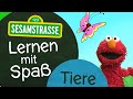 Lernen Im Lockdown Mit Der Sesamstraße Tiere NDR