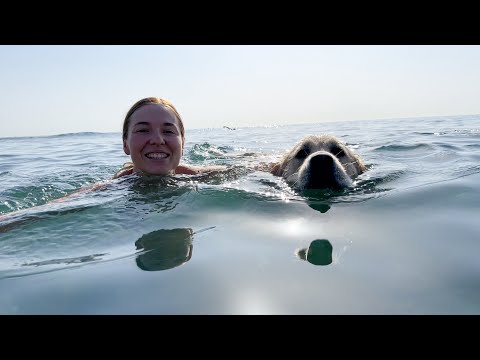 Taking My Dogs for a Fun Day at the Sea 🌊🐕