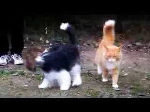 Kermit & Kossu 05.11.2011