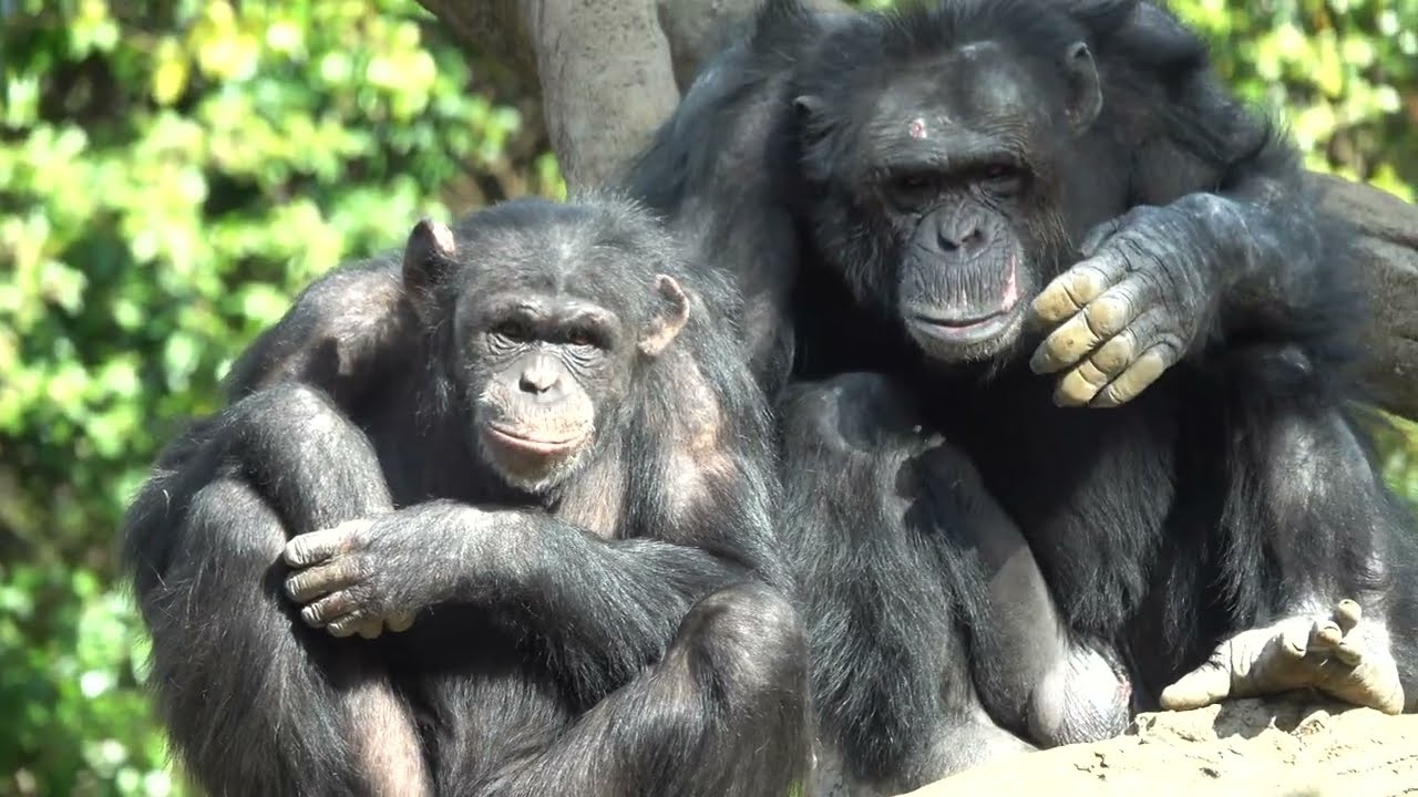 Dec 2023 Yokohama Zoo Zoorasia