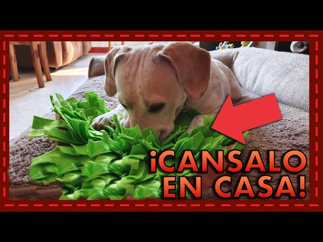 Vídeo relacionado con Banlangen Tapete de olfato para perros, juguetes de Navidad para perros, juguete interactivo para estimulación mental, alivio de la ansiedad y alimentación lenta, enriquecimiento divertido para