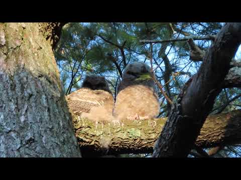 Amity Great Horned Owl Chicks