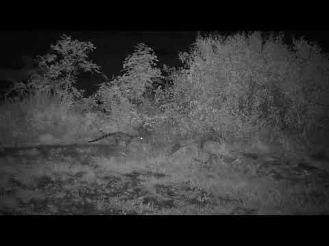Djuma: Genet hunting behind the pan - 02:11 - 12/20/20