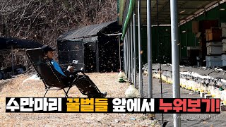 가만히 있으면 정말 벌들이 안쏠까? 벌통앞에 누워보기