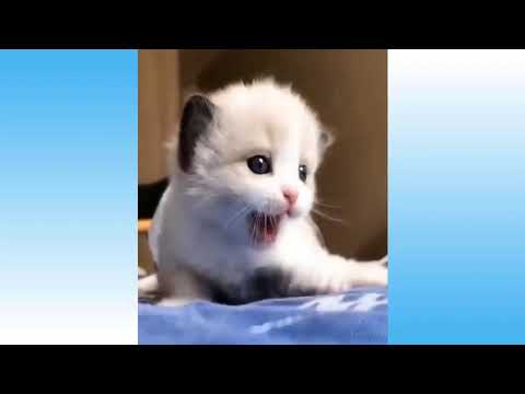 Weekly Funny Cats 😹 And Dogs 🐶 Videos   Try Not To Laugh! - pet lover like you