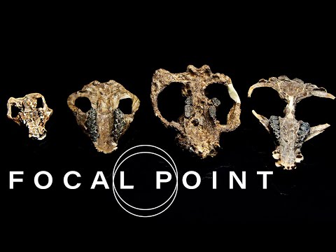 化石狩獵正進入新的技術時代 (Fossil Hunting Is Entering a New Technological Age)