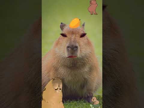 Capybara#filter #snapchat #capybara