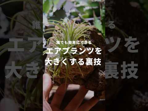 ブルーティランジア 植物