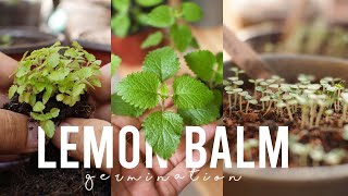 Growing Lemon Balm From Seed at Home With Simple Way