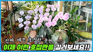 이런 호접란들을 키우셔야 합니다!! 2024년 대박난 예쁜 호접란 추천!!