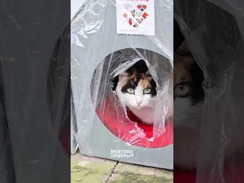 Sokak Hayvanları İçin