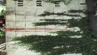 blonde redhead "mother" video