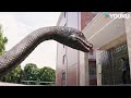 Guy Cornered By Giant Snake Rising Boas In A Girl S School YOUKU MONSTER MOVIE