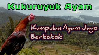 Download lagu Kumpulan Ayam Jago Berkokok Top 2021 mp3