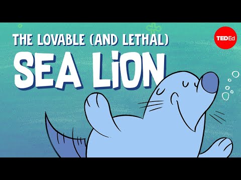 The Secret World of Sea Lions