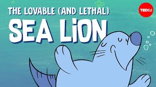 The lovable (and lethal) sea lion - Claire Simeone