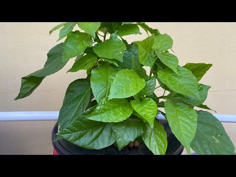 Home Depot “Carolina Reaper” Part 2: Soil vs Hydroponic (Dutch Bucket / Kratky / DWC Hybrid)