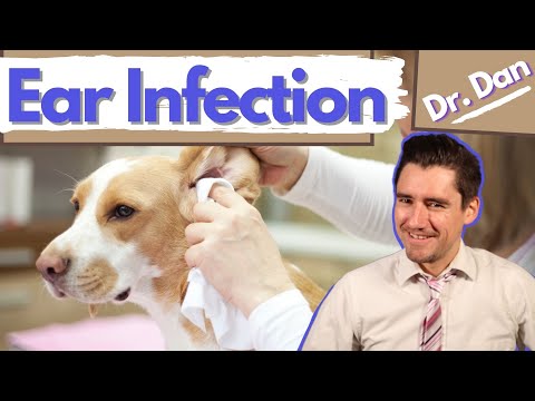 YouTube video about: What does it mean when a dog's ears are cold?