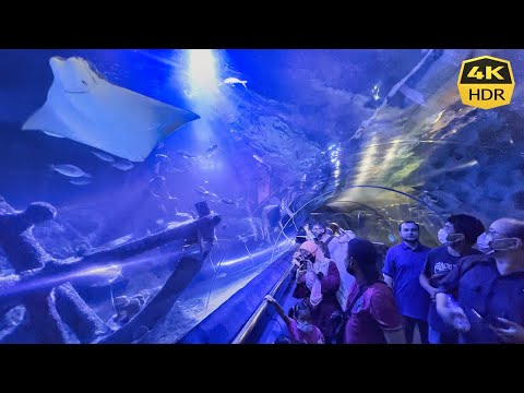 Walking with the Sharks: Aquaria KLCC Aquarium [4K HDR 60fps] Kuala Lumpur