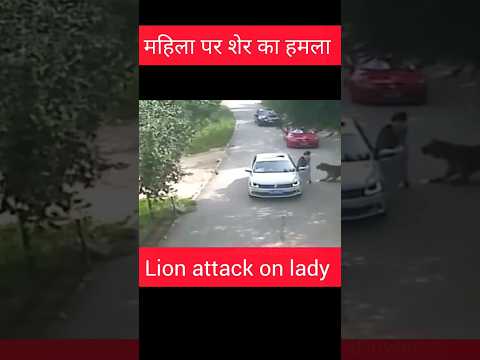 lion attack on lady #lion #shortsfeed #youtubeshorts #shorts