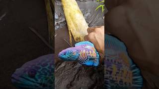 Download lagu Wild snakehead fish, channa limbata - CHANNA FISH #shorts #channa #limbata #viral mp3 Download lagu Wild snakehead fish, channa limbata - CHANNA FISH #shorts #channa #limbata #viral mp3