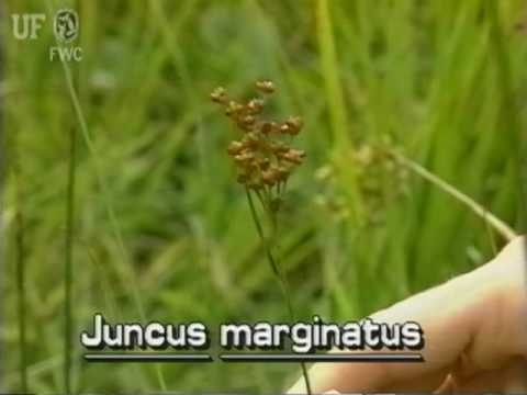 shore rush (Juncus marginatus syn. J. biflorus, J. aristulatus) - YouTube