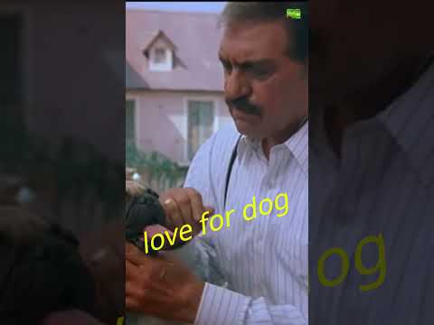 love for dog