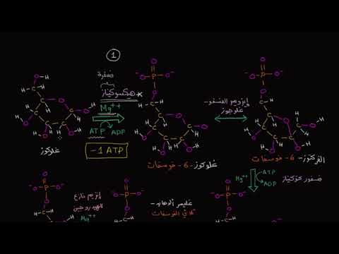 الصف العاشر الأحياء التنفس الخلوي خطوات تحلل الغلوكوز