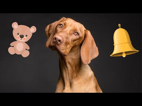 Squeaky Toys For Dogs Sounds. Head Tilt Guaranteed! Dog Head Tilt #dog #dogshorts