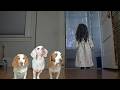 Dogs Battle Little Zombies Ghost Girl On Halloween