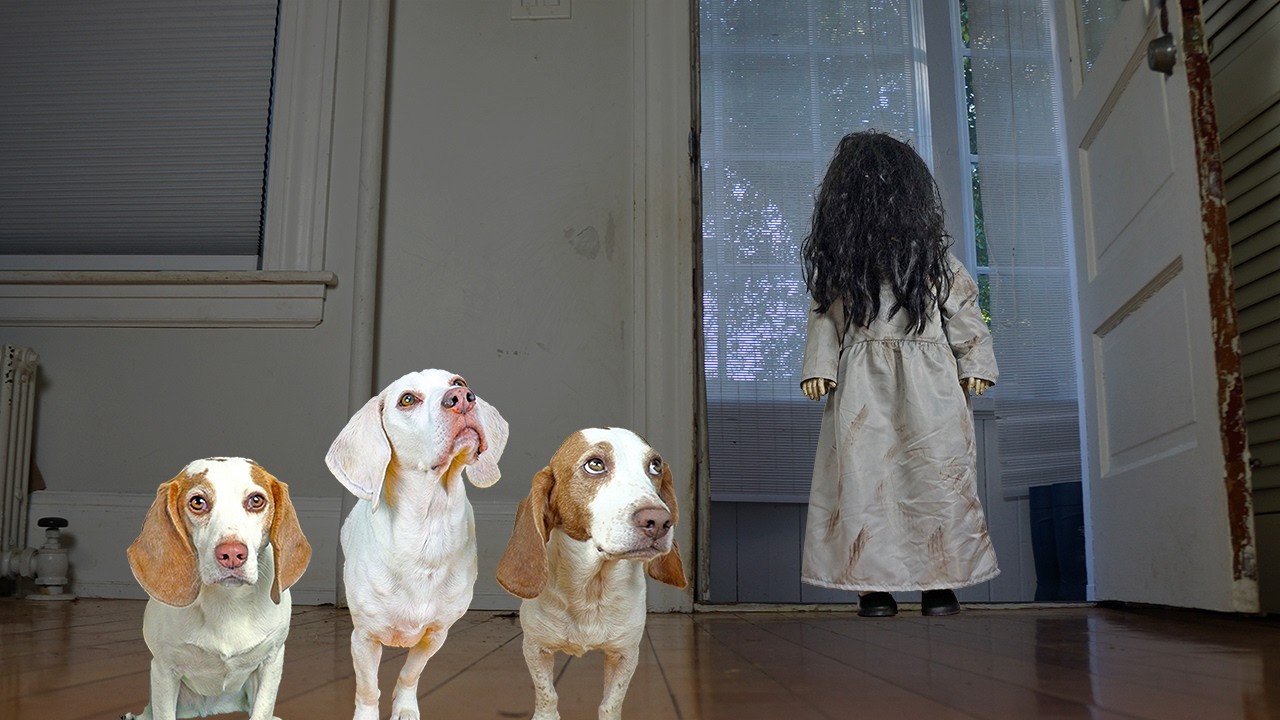 Dogs Battle Little Zombies & Ghost Girl on Halloween