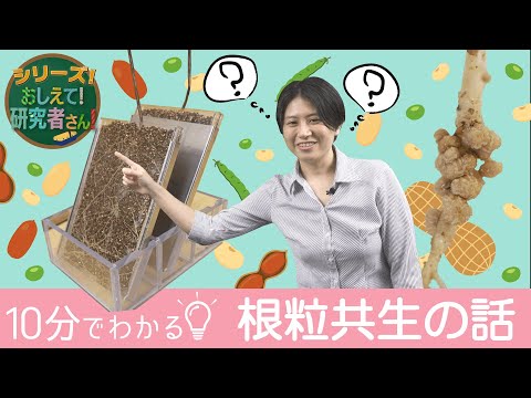 モルフォリノについて詳しく解説