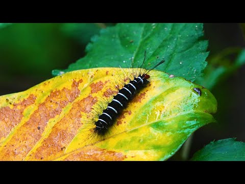Black & White Caterpillar