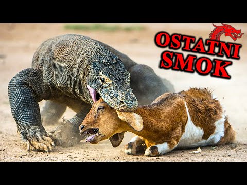 The Ruthless Brute of Komodo - The Last Giant