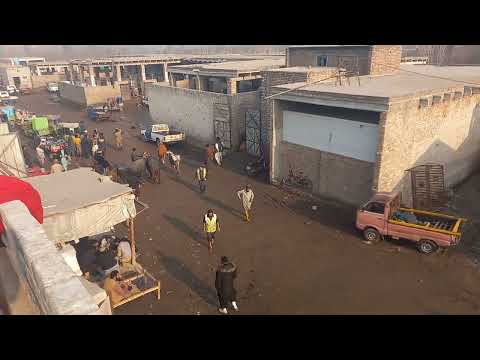 Inside Peshawar’s Ring Road Slaughterhouse | Butchery| Exclusive Documentary 2024 | RRSP280124