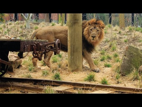 Qu'est-ce qui a inspiré le film « Le Pays des Lions » ?