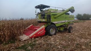 Balkar 546 harvestar preet cutar bhutta first day my village