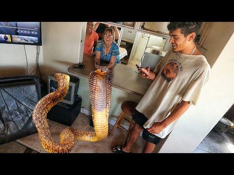 Africa's Deadliest Cobra in their Home!