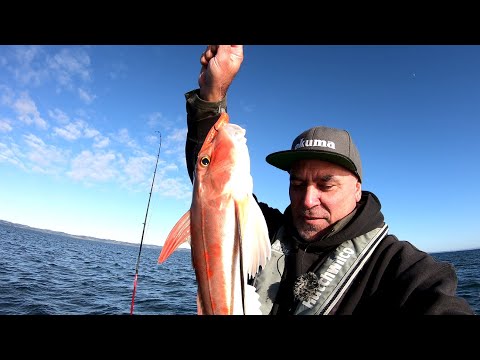 Winter shallow water softbaiting for gurnard - A fun solo in the little FC lucky charm 🍀
