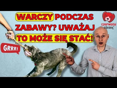 Can a dog that growls during play DOMINATE you and become AGGRESSIVE?