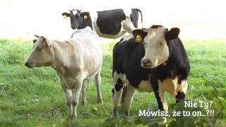 preview picture of video 'krowy fun cows, stupid caughed in campera'