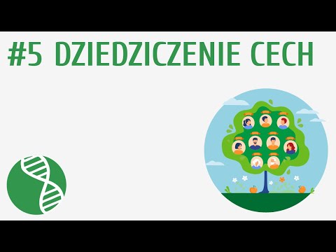 Dziedziczenie cech #5 [ Genetyka ]