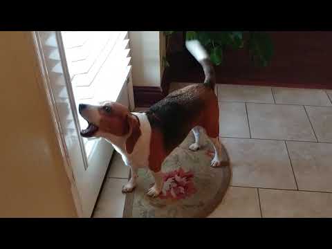 Shiloh beagle dog would do this to get attention from Mommy ❤