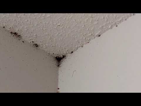 2nd YouTube video about are bed bugs termites