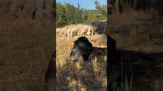 No .1 Livestock Dog Breed 🐕  #shorts