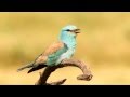 European Roller (Coracias garrulus)