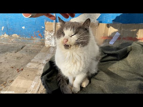 Poor stray cat looks bad doesn't eat food