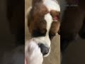 How ‘Bout Those Lips? 😳#funnydogvideo #shorts #funnyshorts #saintbernard