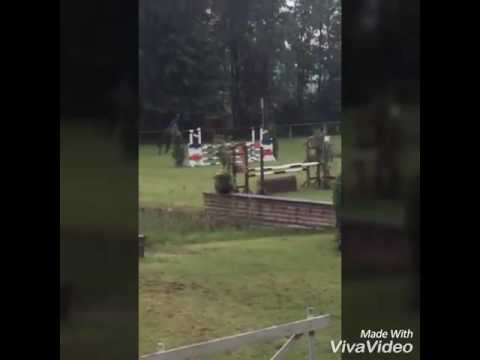 HenniS Captain O'Connor 5 jähriger Wallach von Connor/Casall