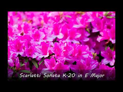 Scarlatti Sonata K. 20 in E Major